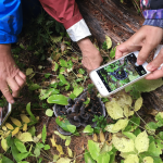 Plant identification experience for 1 person - Swallow Tail Tours